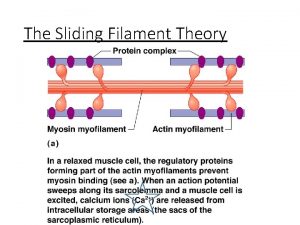 The Sliding Filament Theory The Sliding Filament Theory