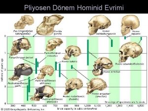 Pliyosen Dnem Hominid Evrimi Australopithecus Genusu l Australopithecus
