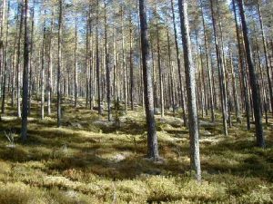 Var produceras anvndbar forskningsinformation Clas Fries Skogsstyrelsen Skog