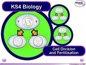 KS 4 Biology Cell Division and Fertilisation Boardworks