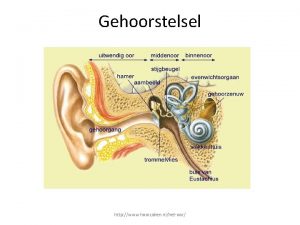 Gehoorstelsel http www hoorzaken nlhetoor Inhoud Gehoorstelsel buitenoor