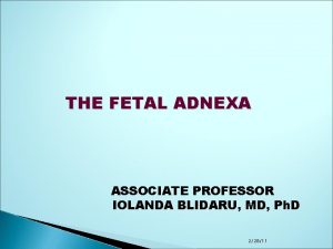 THE FETAL ADNEXA ASSOCIATE PROFESSOR IOLANDA BLIDARU MD