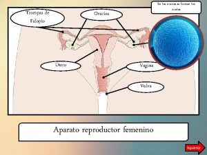 Trompas de Falopio En los ovarios se forman