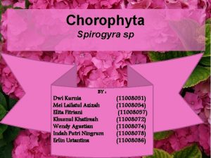 Chorophyta Spirogyra sp BY Dwi Kurnia Mei Lailatul