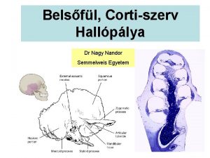 Belsfl Cortiszerv Hallplya Dr Nagy Nandor Semmelweis Egyetem