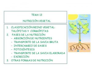 TEMA 13 NUTRICIN VEGETAL 1 CLASIFICACIN REINO VEGETAL