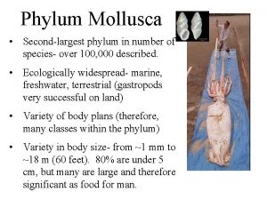 Phylum Mollusca Secondlargest phylum in number of species
