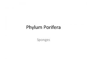 Phylum Porifera Sponges Characteristics Sponges are Asymmetrical Filter