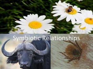 Examples of commensalism