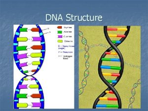 DNA Structure DNA replication n n When DNA