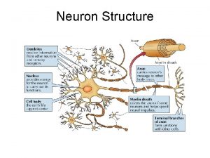 Neuron Structure Synapse The Synapse 1 Synthesis of Neuron Structure Synapse The Synapse 1 Synthesis of