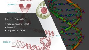 Unit C Genetics Rebecca Redding 2019 Biology 30