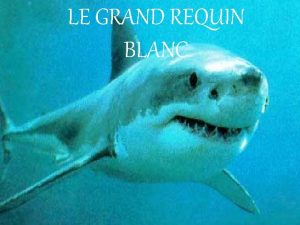 LE GRAND REQUIN BLANC Caractristiques corps en obus