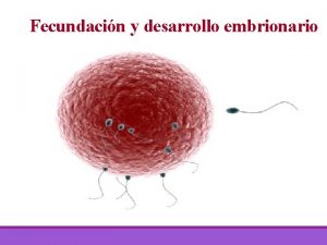 Fecundacin y desarrollo embrionario NDICE 1 Introduccin Qu