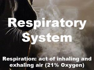 Respiratory System Respiration act of inhaling and exhaling