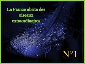 La France abrite des oiseaux extraordinaires N 1
