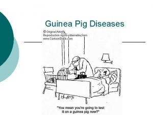 Mastitis in guinea pigs