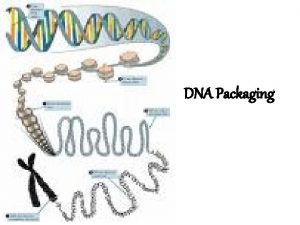 DNA Packaging Kromosom Manusia 46 Kromosom interfase 23