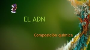 EL ADN Composicin qumica Ubicacin de los cromosomas