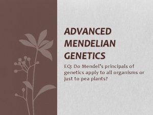 ADVANCED MENDELIAN GENETICS EQ Do Mendels principals of