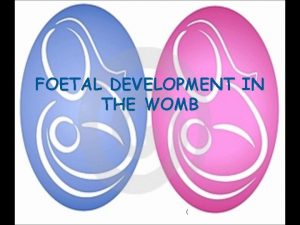 FOETAL DEVELOPMENT IN THE WOMB THE BEGINNING This