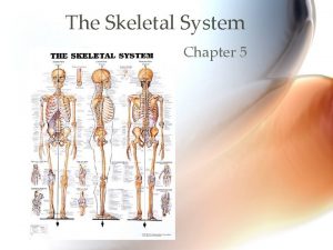 Chapter 5 the skeletal system