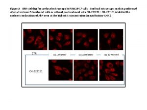 Figure A Ah R staining for confocal microscopy