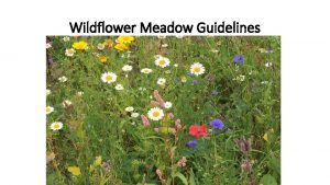 Wildflower Meadow Guidelines Weed Control Spray off any