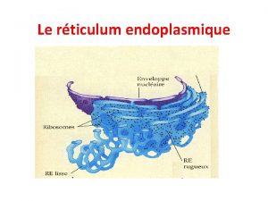 Le rticulum endoplasmique Introduction Le rticulum endoplasmique RE