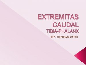 EXTREMITAS CAUDAL TIBIAPHALANX drh Handayu Untari Anjing Sapi