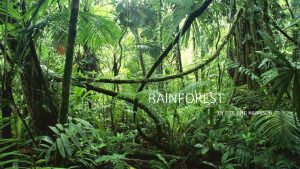 Predators and prey in the rainforest
