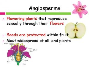 Angiosperms