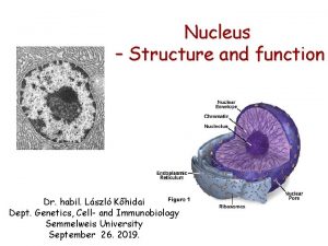 Chromosome territories