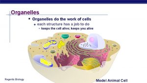 Organelles Organelles do the work of cells u
