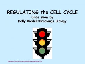 REGULATING the CELL CYCLE Slide show by Kelly