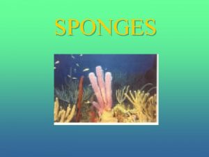 SPONGES Phylum Representative Group Porifera sponges Sponges Distinguishing