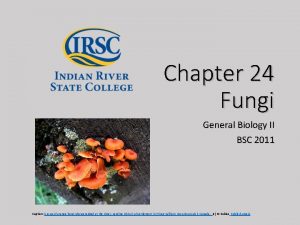 Chapter 24 Fungi Insert photo here representing chapter