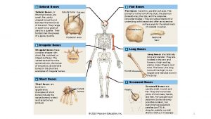 a Sutural Bones d Flat Bones Flat bones