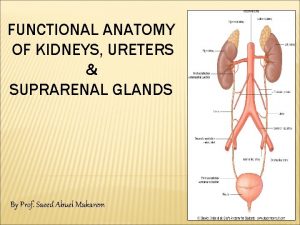 FUNCTIONAL ANATOMY OF KIDNEYS URETERS SUPRARENAL GLANDS By