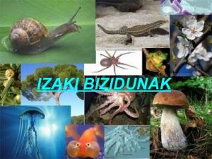 IZAKI BIZIDUNAK AURKIBIDEA Izaki bizidunak nolakoak garen Zelula