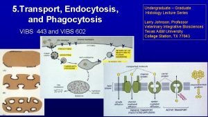 5 Transport Endocytosis and Phagocytosis VIBS 443 and