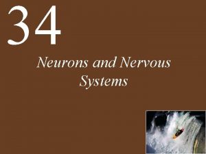 34 Neurons and Nervous Systems Chapter 34 Neurons
