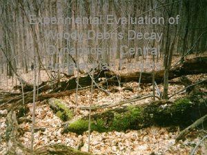 Experimental Evaluation of Woody Debris Decay Dynamics in