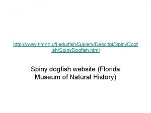 http www flmnh ufl edufishGalleryDescriptSpiny Dogf ishSpiny Dogfish