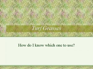 Turf Grasses How do I know which one