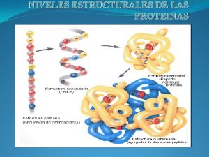 Proteina que contenga los cuatro niveles de organizacion