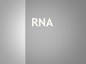 RNA RNA RNA ribonucleic acid RNA is a