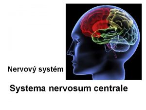 Nervov systm Systema nervosum centrale CNS je uloen