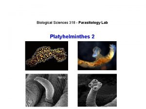 Biological Sciences 318 Parasitology Lab Platyhelminthes 2 Kingdom