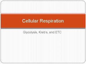 Cellular Respiration Glycolysis Krebs and ETC Cellular Respiration